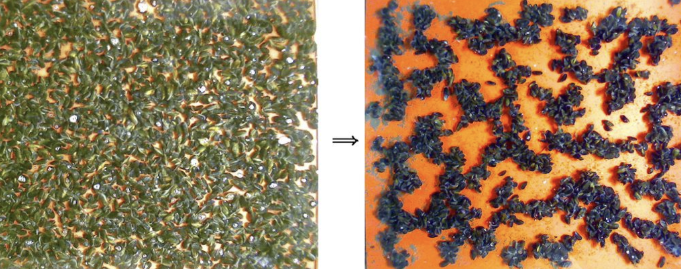 Left panels shows mussels placed in a space. Right panel shows the same mussels aggregated into clusters.